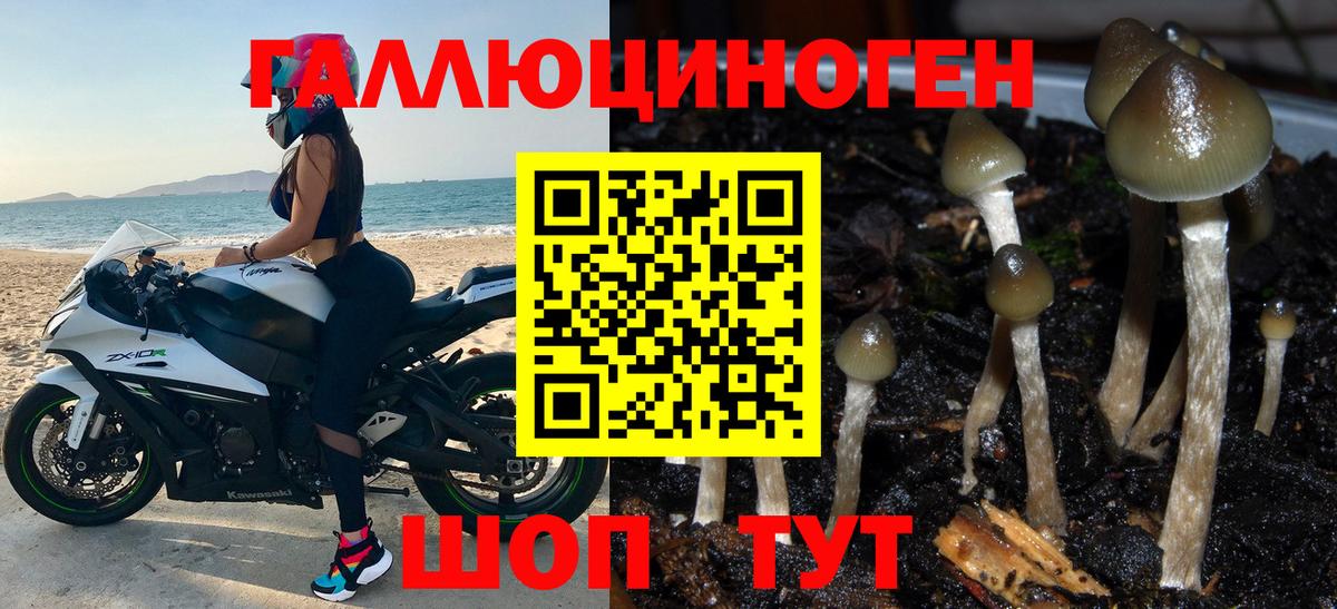 Галлюциногенные грибы Cubensis  Галлюциногенные грибы мицелий  Вход с VPN  купить   Гулькевичи 